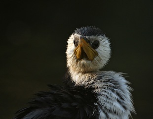 Wet pied cormorant